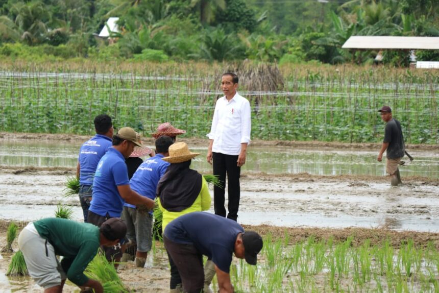 TINJAU LAHAN PERTANIAN : Gubernur Kalteng, Sugianto Sabran mendampingi Presiden Republik Indonesia (RI), Joko Widodo berkunjung ke lokasi kedua, lahan pertanian di Desa Bapeang Kecamatan Mentawa Baru Ketapang Kabupaten Kotawaringin Timur, Rabu (26/6/2024). (foto:mmc)