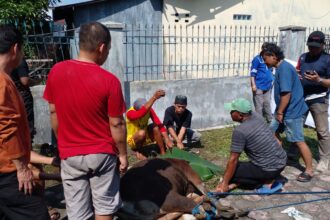 PENYEMBELIHAN : Pengurus PWI Kalteng membantu proses penyembelihan hewan kurban pada momen Idul Adha 1445 H/2024, di Halaman Sekretariat PWI Kalteng, Senin (17/6/2024). (foto:adinata)