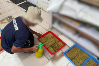 PENYEMAIAN : WBP Lapas Sampit saat melakukan penyemaian tanaman, Selasa (22/10/2024). (foto:meldy)