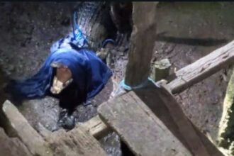 DITANGKAP : Balai konservasi sumber daya alam (BKSDA) resor Sampit, kabupaten Kotawaringin Timur (Kotim) berhasil menangkap seekor buaya di Sungai Mentawa, Jumat (24/1/2025) malam. (foto:BKSDA)