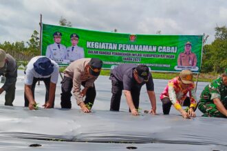 TANAM CABAI: Bupati Katingan, Saiful saat melakukan penanaman bibit cabai di lahan Poktan Averda Kasongan, Jumat (2/5/2025). (FOTO;saleh)