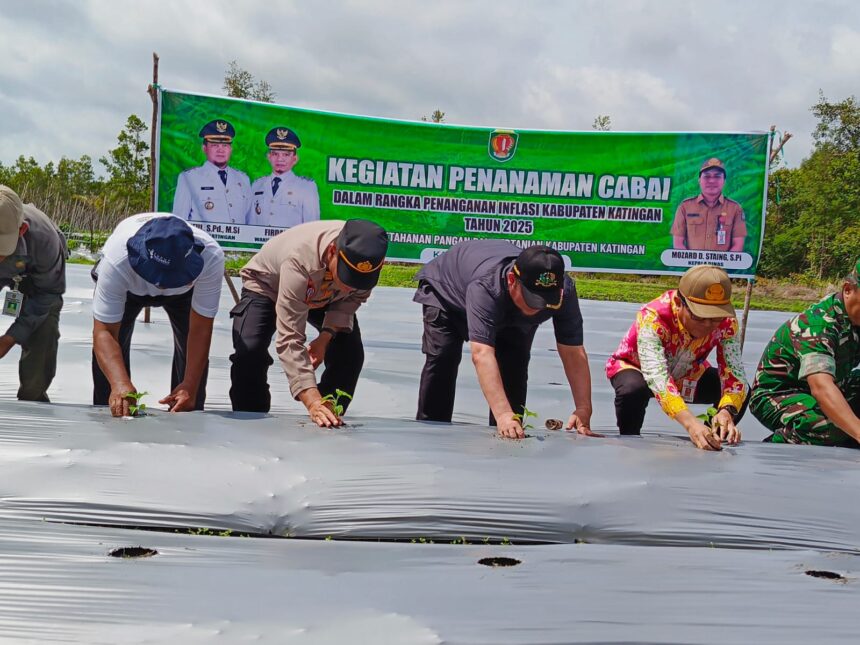 TANAM CABAI: Bupati Katingan, Saiful saat melakukan penanaman bibit cabai di lahan Poktan Averda Kasongan, Jumat (2/5/2025). (FOTO;saleh)