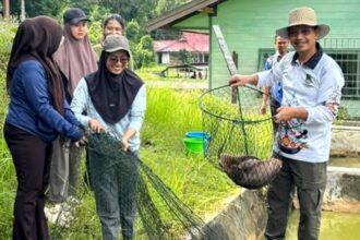 Kegiatan panen bibit ikan di BPBAT Lahei, Kabupaten Barito Utara (Foto : Ist)