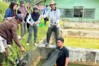 Panen bibit ikan di BPBAT Lahei, Kabupaten Barito Utara (Foto : Ist)