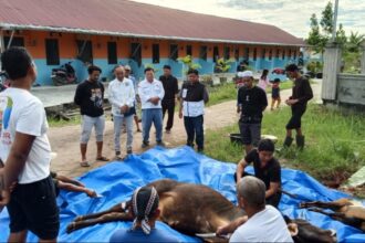 IDUL ADHA. Ketua DPW PSI Kalteng, Sipet Hermanto didampingi jajaran sekretaris. dan Ketua OKK DPW PSI Kalteng, Rano Rahman, menghadiri acara penyembelihan hewan kurban, sapi Limosin, dalam rangka Idul Adha 1447 H di Komplek Assalam Palangka Raya, Kamis (28/5/2026) pagi. (Foto: IST)